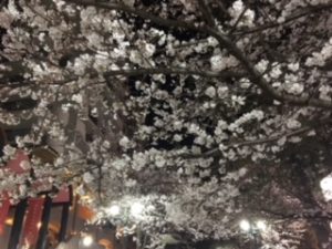 桜～満開