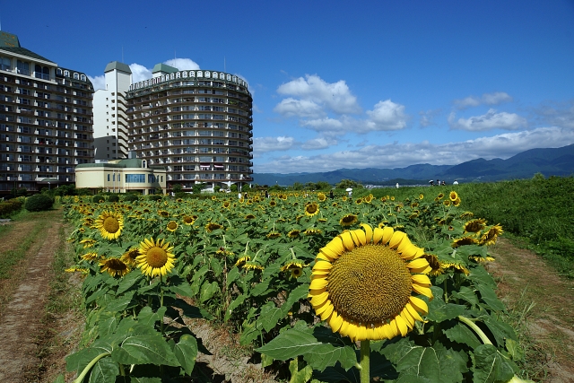 琵琶湖を背景にした絶景コラボ！第1なぎさ公園ひまわり畑(滋賀県)