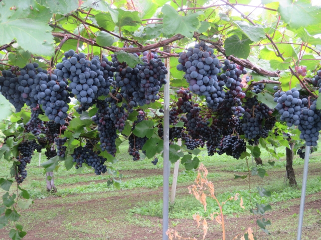 河内ワイン（羽曳野市）～大阪ワインの老舗で味わう地産地消の魅力～