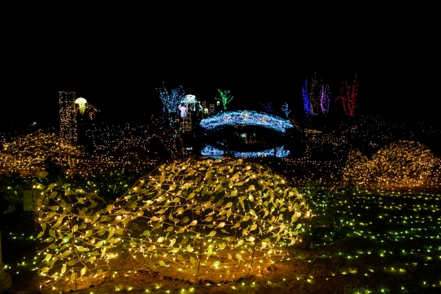 琵琶湖畔で癒される幻想的な「夜のびわ湖に輝くいきものたち」