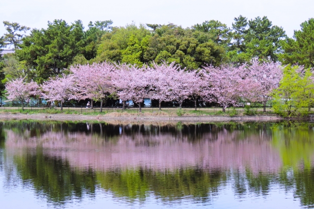 梅田から約15分・2,500本の桜と桜まつりで幹事仕事も楽に【服部緑地（大阪府豊中市）】