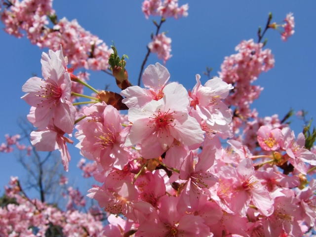 河津桜から楽しめる関西屈指の穴場、自然の中でアウトドア交流【山田池公園（大阪府枚方市）】