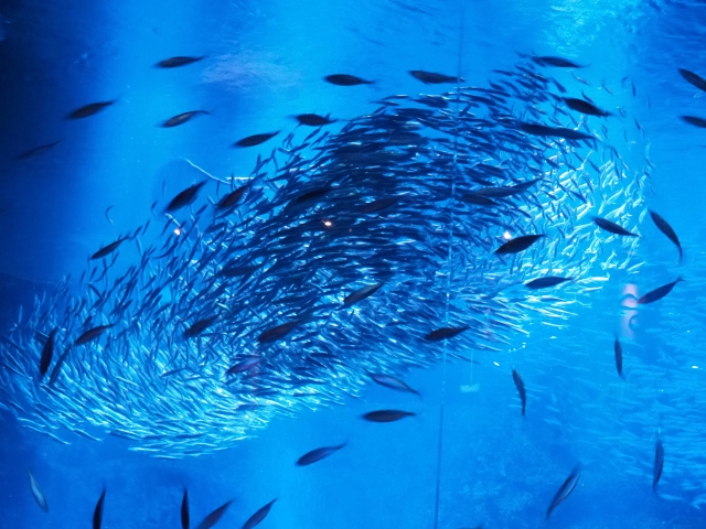 関西の水族館めぐり5選｜シャチにジンベエザメ、オオサンショウウオまで！残暑を涼しく楽しむ完全ガイド