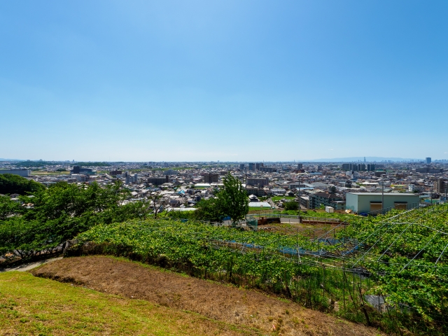 300年の歴史を持つぶどうの里｜柏原市のぶどう狩り（大阪府柏原市）