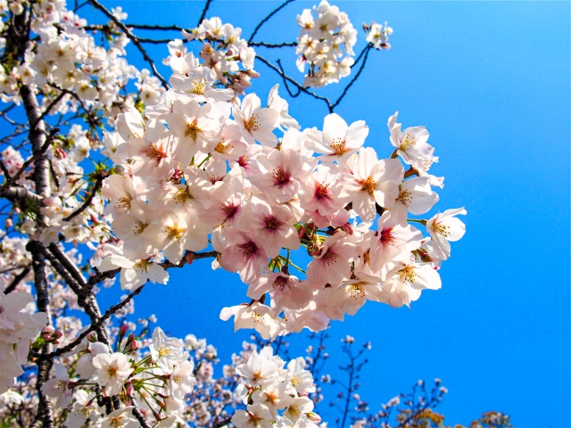 2024年版大阪から日帰りで行ける桜スポット