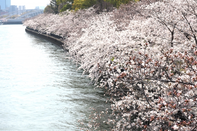4,800本の桜が彩る大川沿いの絶景スポット、毛馬桜之宮公
