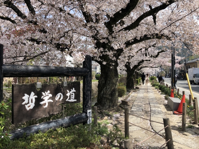 満開の桜と京都の歴史が交差する、哲学の道でのひととき