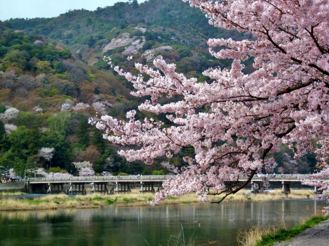 春色満開！京都嵐山で楽しむ絶景の桜