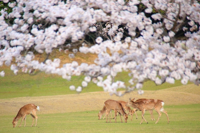 約1,700本の桜が彩る古都奈良の春