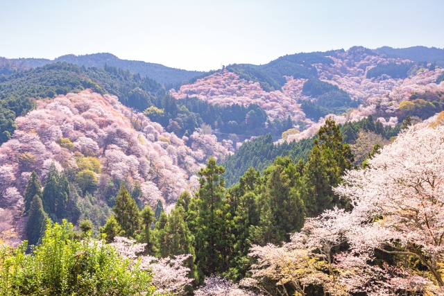 一目千本の桜に魅せられて 吉野山の春を満喫