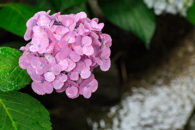 絶対訪れたい関西の紫陽花おすすめの名所