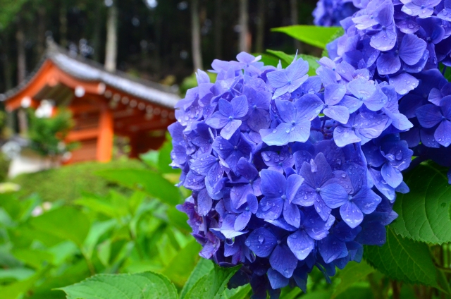 紫陽花が彩る京都の秘境「三室戸寺(みむろとじ)」へ
