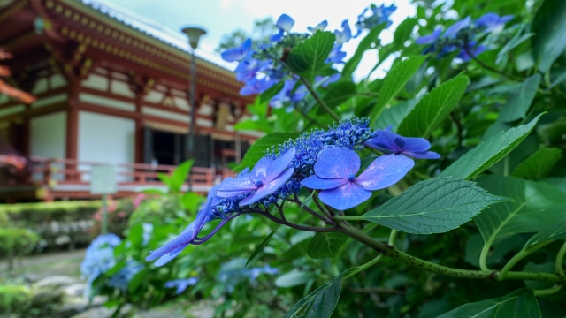 幻想的な景色を堪能、大阪の久安寺(きゅうあんじ)の「あじさいうかべ」