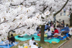大阪で花見ができるスポットは？　おすすめのスポット5つをご紹介！