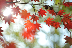 大阪の秋は「箕面大滝」と「もみじ天ぷら」で決まり！
