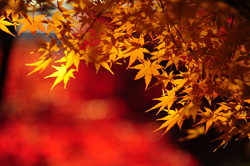 箕面大滝ももみじ天ぷらも秋がおすすめ