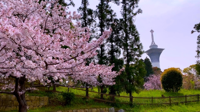花博記念公園鶴見緑地の桜も外せません